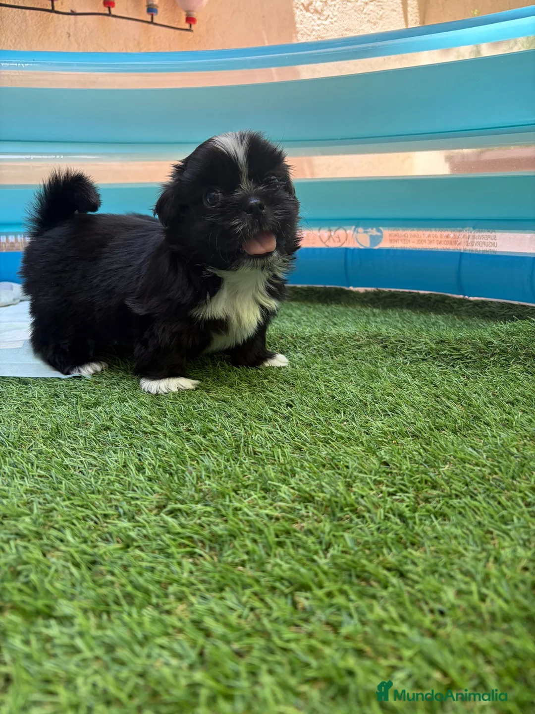 Shih Tzu perros en venta: Shih Tzu - Anuncio 5