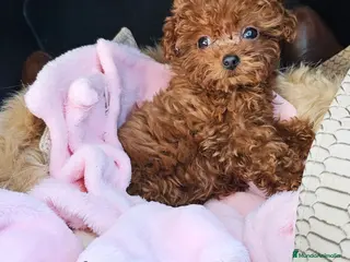 Caniche Toy perros CANICHE ASIÁTICO - Anuncio 1