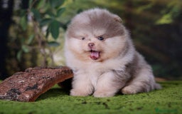 Pomerania perros en venta: Pomeranias Toy exóticos chatos  - Imagen 2