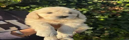 Golden Retriever perros en venta: golden retriever  - Anuncio 7