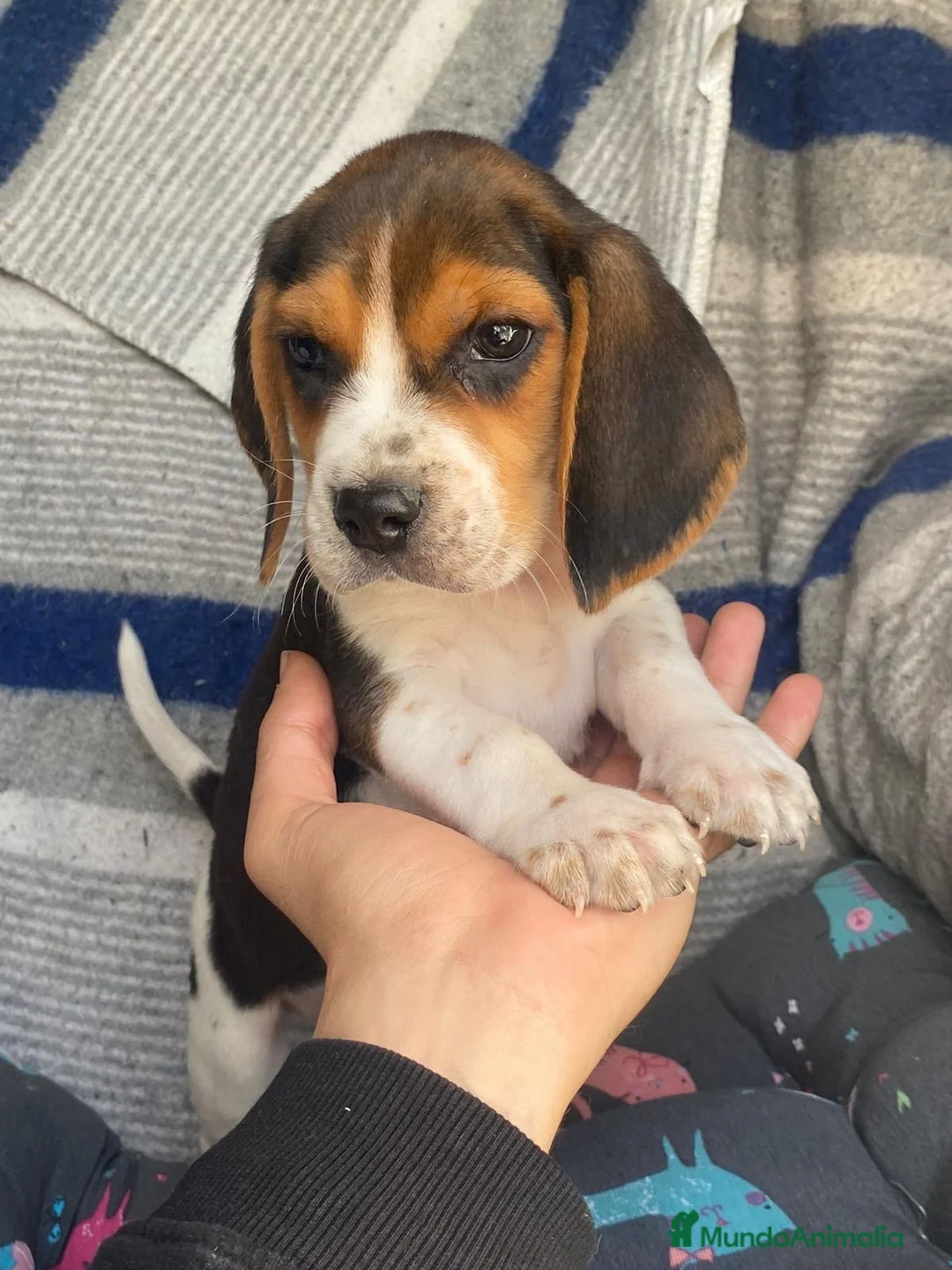 Beagle perros en venta: Beagle miniatura  en Ciudad Real - Anuncio 6