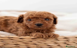 Caniche Toy perros en venta: Caniche toy macho - Imagen 1