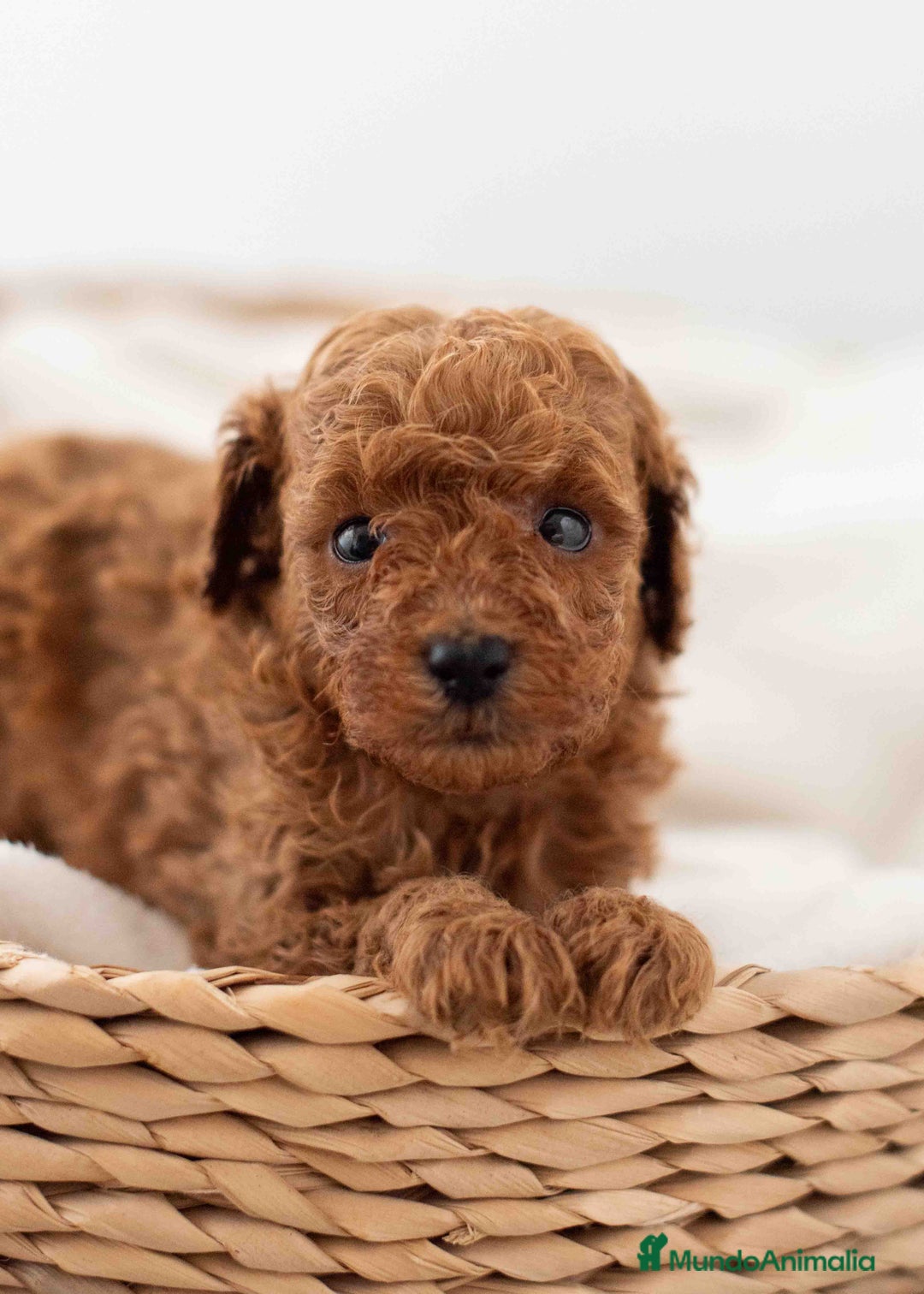 Caniche Toy perros en venta: Caniche toy macho - Imagen 1