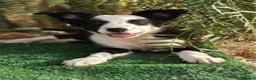 Border Collie perros en venta: Cachorros Border Collie - Anuncio 2