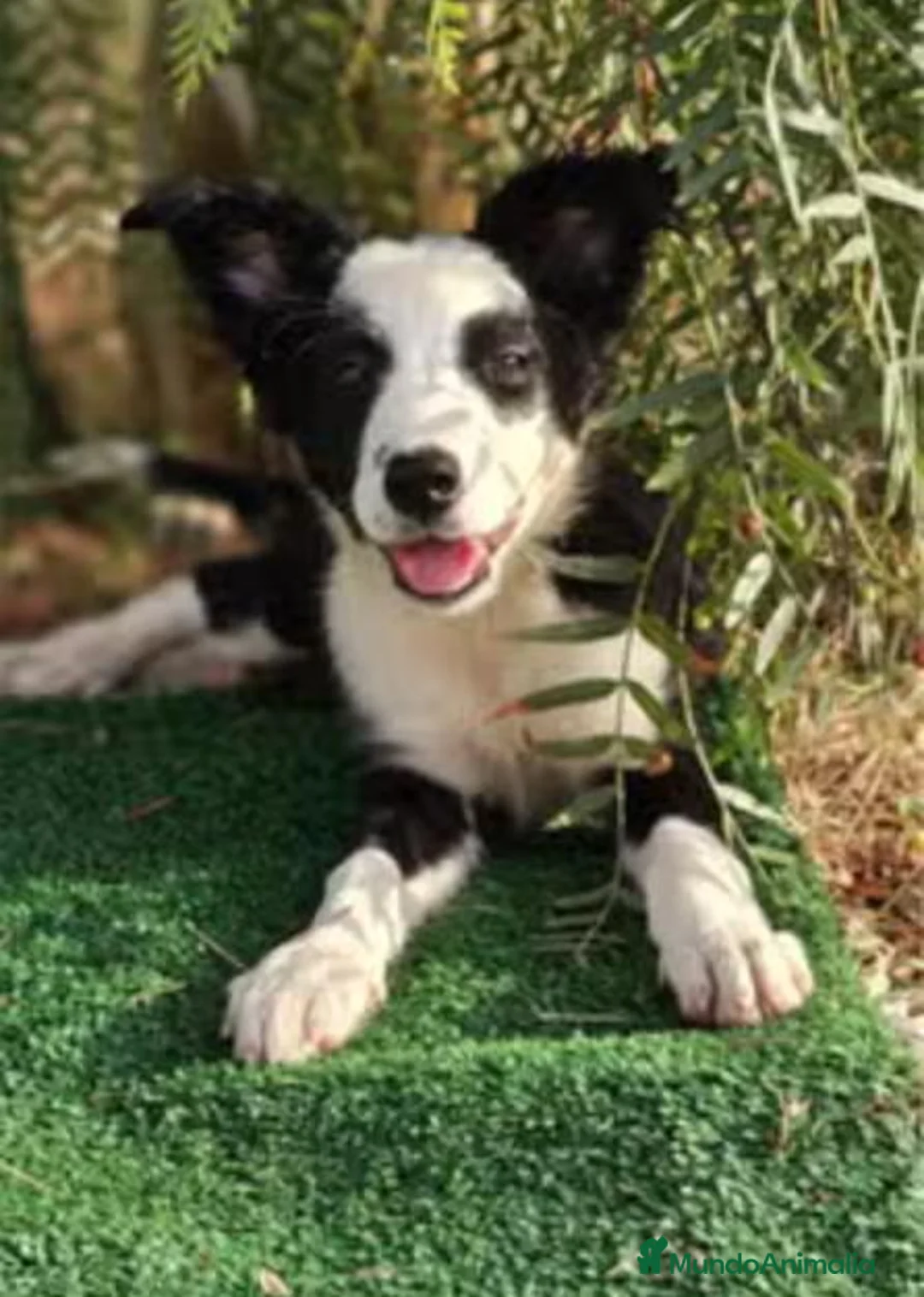 Border Collie perros en venta: Cachorros Border Collie - Anuncio 2