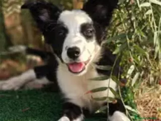 Border Collie perros Cachorros Border Collie - Anuncio 2