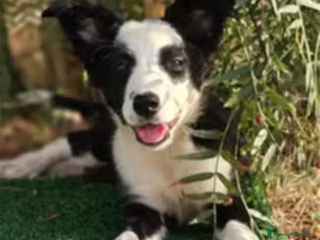 Border Collie perros Cachorros Border Collie - Anuncio 2