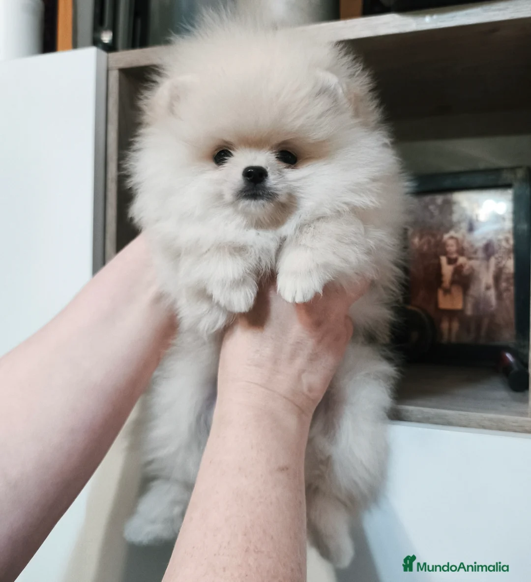Pomerania perros en venta: Cachorros de línea coreana  - Anuncio 2