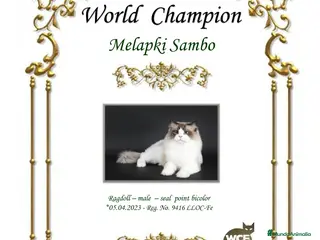 Ragdoll gatos Gatiito y Gatita Ragdoll - Anuncio 6