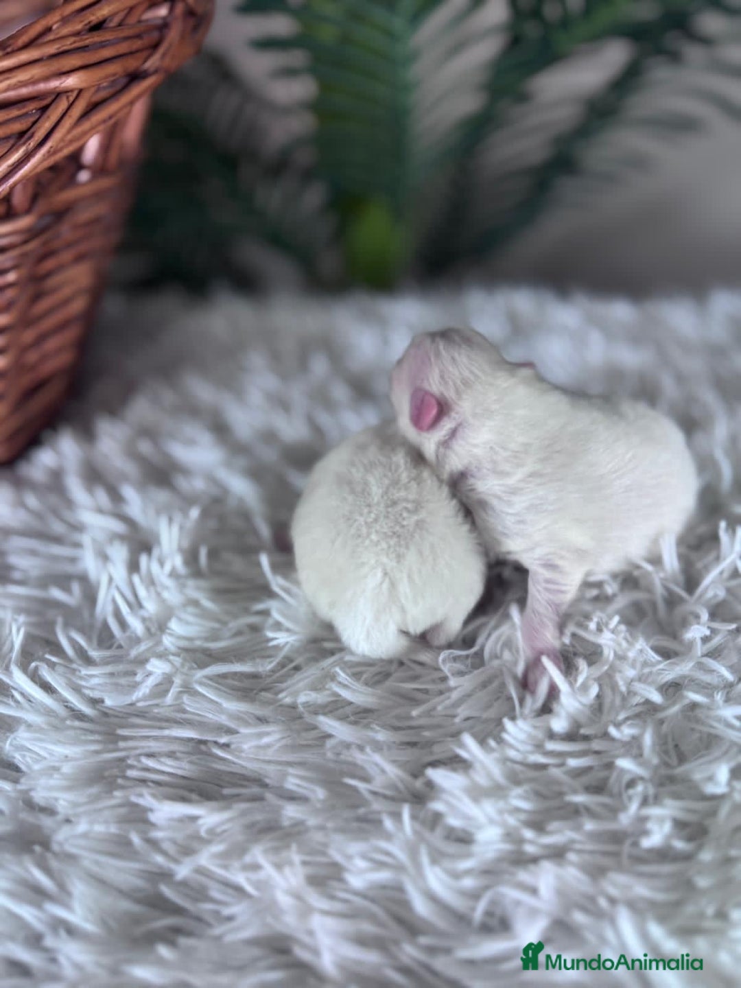 Pomerania perros en venta: POMERANIA - Anuncio 4