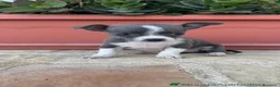 Chihuahua perros en venta: 🐾 CAMADA DE CHIHUAHUAS – PELO CORTO 🐾 - Anuncio 18