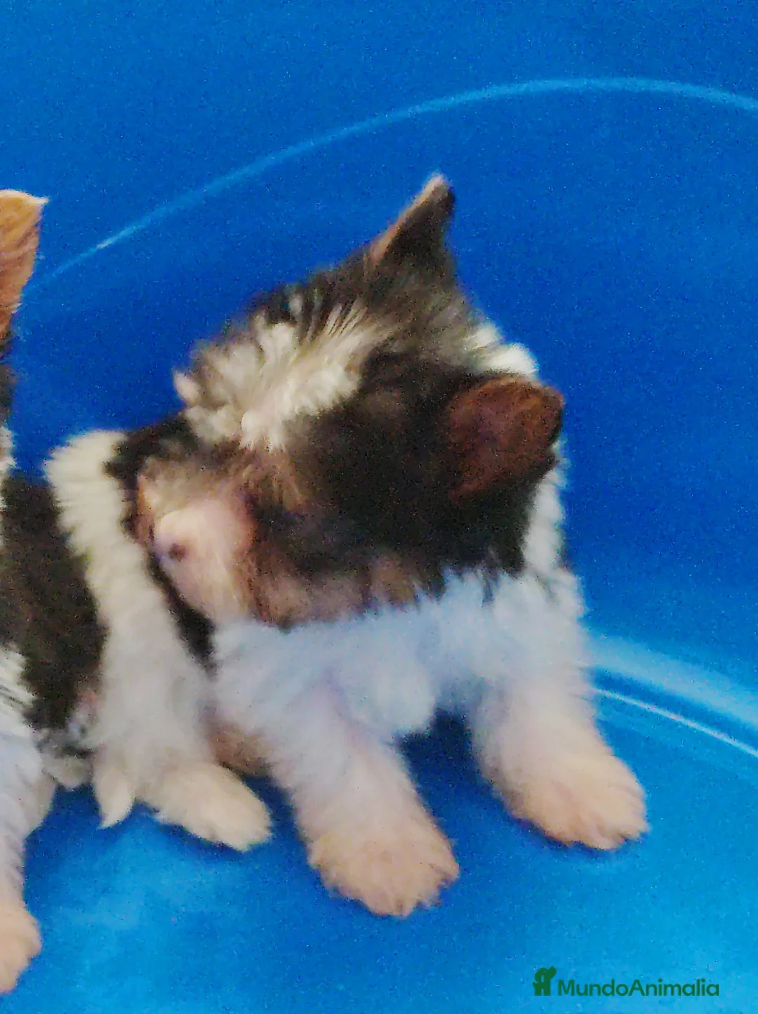 Biewer Yorkshire Terrier a la Pom Pon perros en venta: Yorkshire biewer toy - Anuncio 1