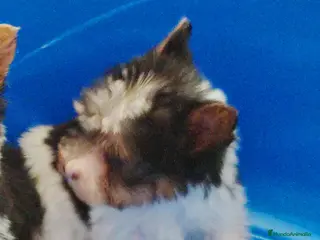 Biewer Yorkshire Terrier a la Pom Pon perros Yorkshire biewer toy - Anuncio 2