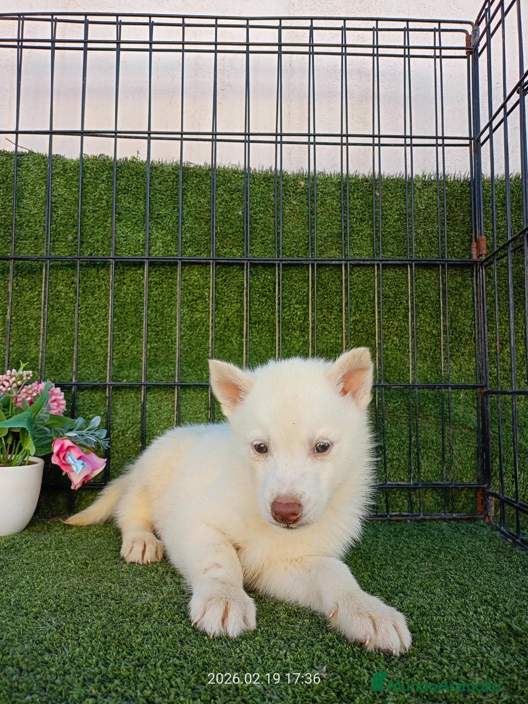 Husky Siberiano perros en venta: HUSKY CAHORRO  - Anuncio 1