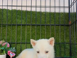 Husky Siberiano perros HUSKY CAHORRO - Anuncio 1