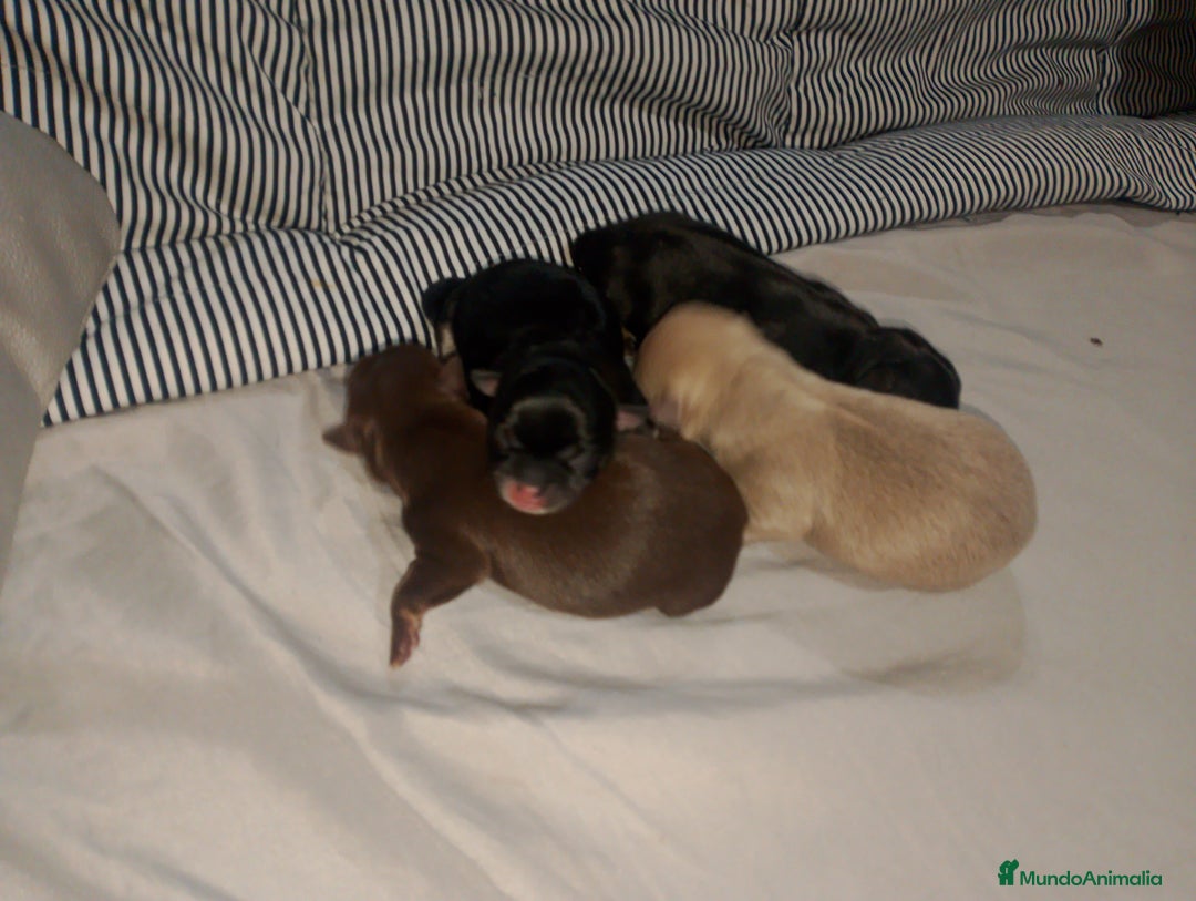 Chihuahua perros en venta: Cachorro de chihuahua enano  - Anuncio 3