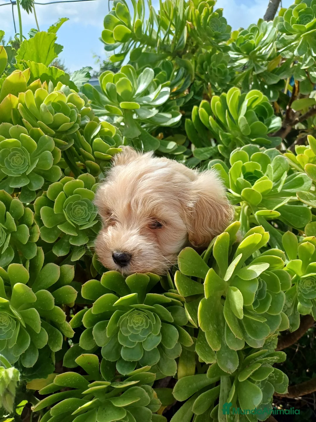 Maltipoo perros en venta: Precioso Maltipoo 🐾🐶 - Anuncio 4