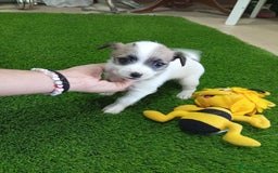 Raza Mixta perros en venta: Preciosa pareja ( leer bien ) - Imagen 2