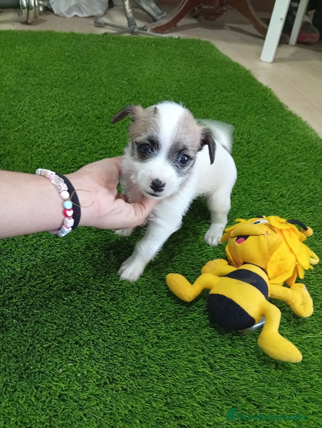 Raza Mixta perros en venta: Preciosa pareja ( leer bien ) - Imagen 2