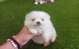 Pomerania perros en venta: PRECIOSO POMERANIA RUSO MINI TOY  - Imagen 2
