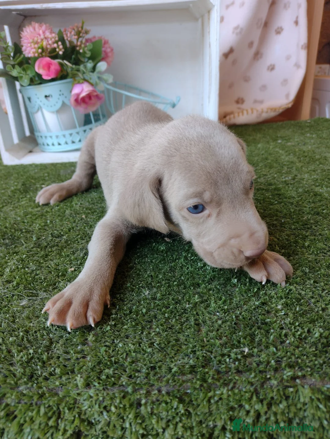 Weimaraner perros en venta: BRACO WEIMAR - Anuncio 1