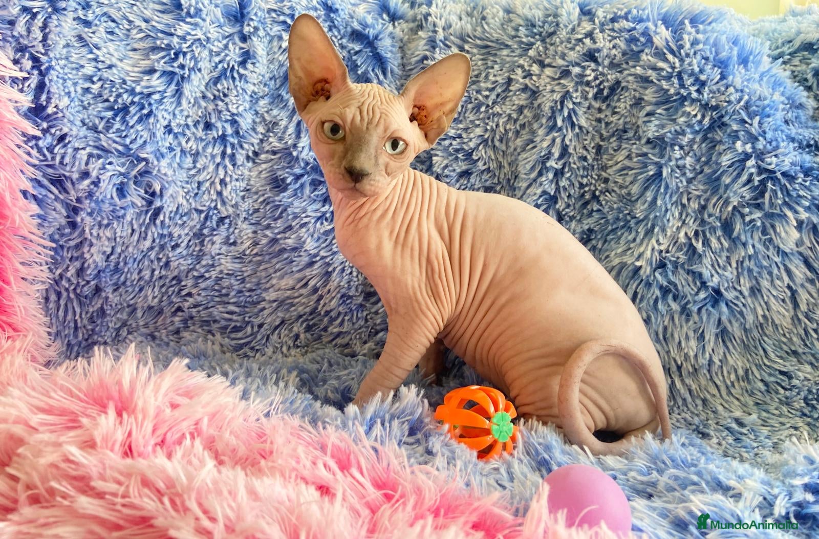 Sphynx gatos GATITA SPHYNX HEMBRA - Anuncio 1