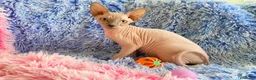 Sphynx gatos en venta: GATITA SPHYNX HEMBRA - Anuncio 1