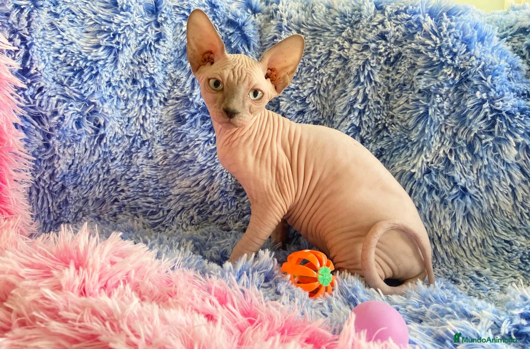 Sphynx gatos en venta: GATITA SPHYNX HEMBRA - Anuncio 1