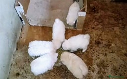 Pomerania perros en venta: CAMADA DE POMERANIAS DESDE 700 €  - Imagen 2
