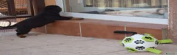 Rottweiler perros en venta: PRECIOSOSOS CACHORRITOS ROTTWEILER - Anuncio 2