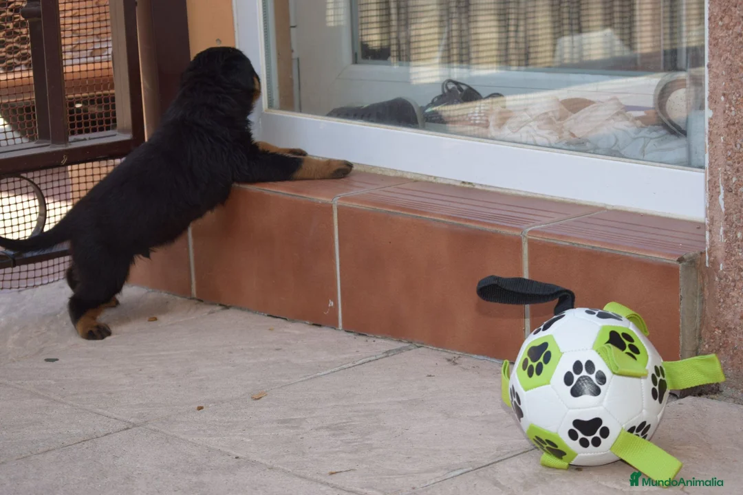 Rottweiler perros en venta: PRECIOSOSOS CACHORRITOS ROTTWEILER - Anuncio 2