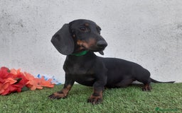 Teckel perros en venta: Preciosos TECKEL  - Imagen 1