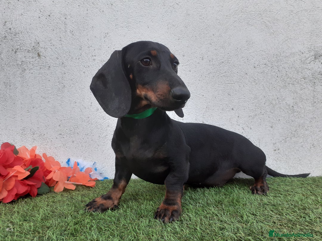 Teckel perros en venta: Preciosos TECKEL  - Imagen 1