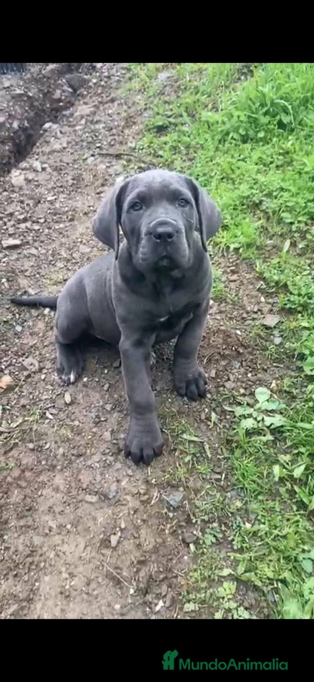 Cane Corso perros en venta: Cane Corso  - Anuncio 2