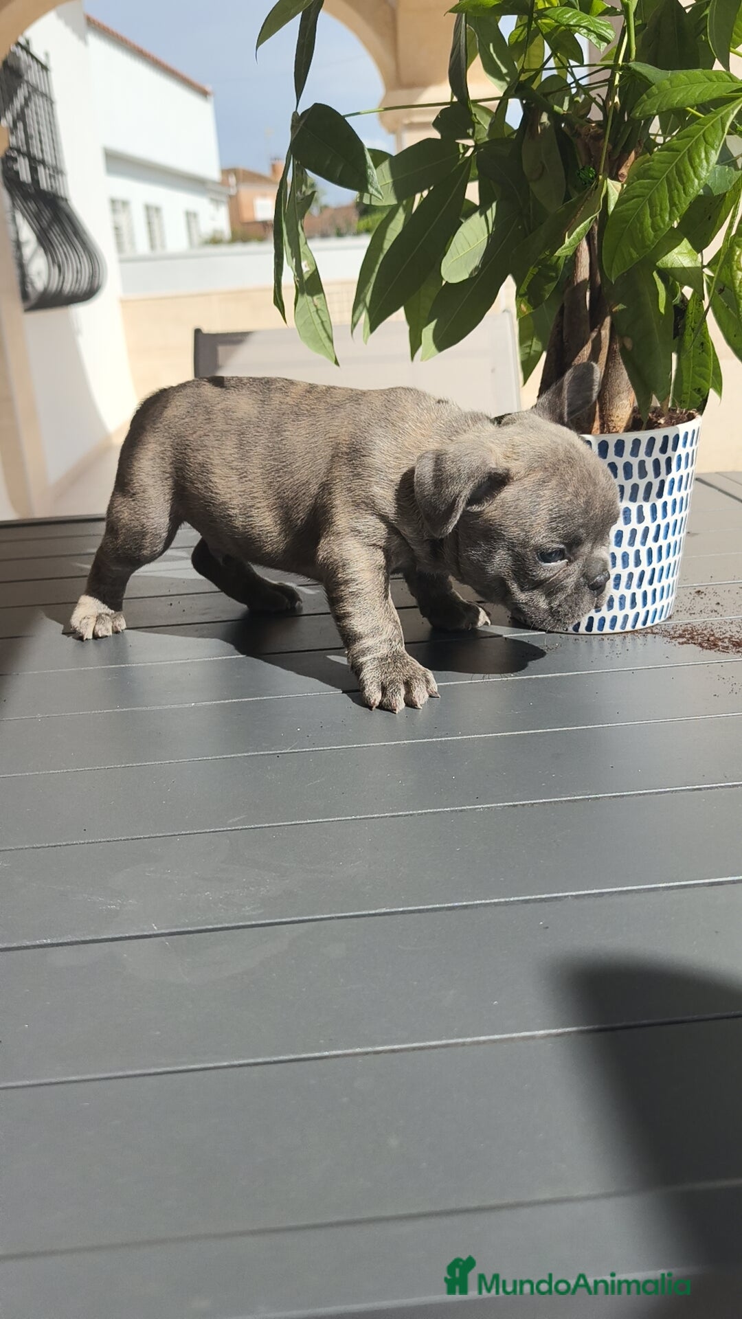 Bulldog Francés perros en venta: Bulldog Francés espectaculares - Imagen 5