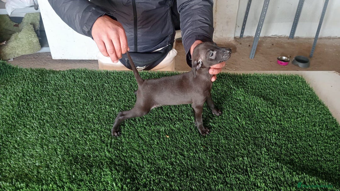 Pequeño Lebrel Italiano perros en venta: Lebrel italiano  - Anuncio 5