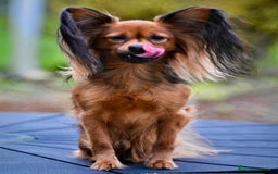 Yorkshire Terrier perros en venta: Cachorros raza tamaño Toy - Imagen 7