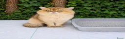 Británico de Pelo Corto gatos para monta: Monta British Shortair disponible - Anuncio 1