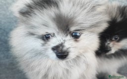 Pomerania perros en venta: POMERANIA MERLE - Anuncio 10
