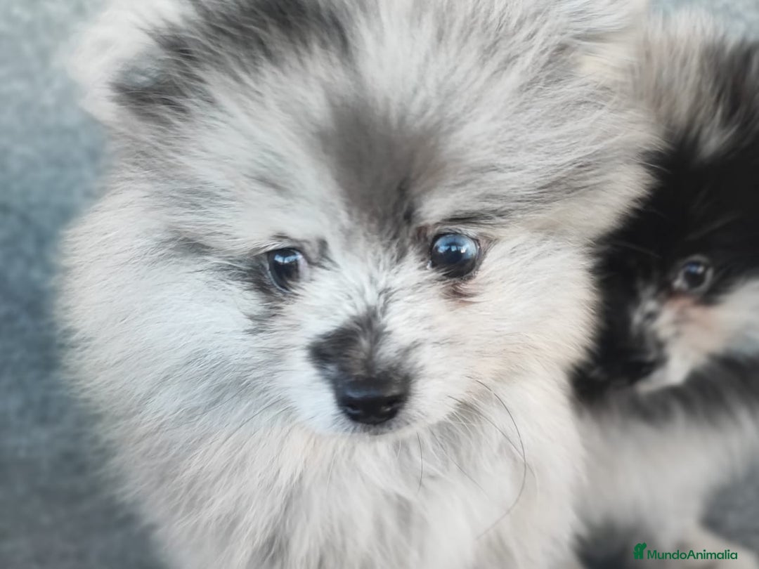 Pomerania perros en venta: POMERANIA MERLE - Anuncio 10