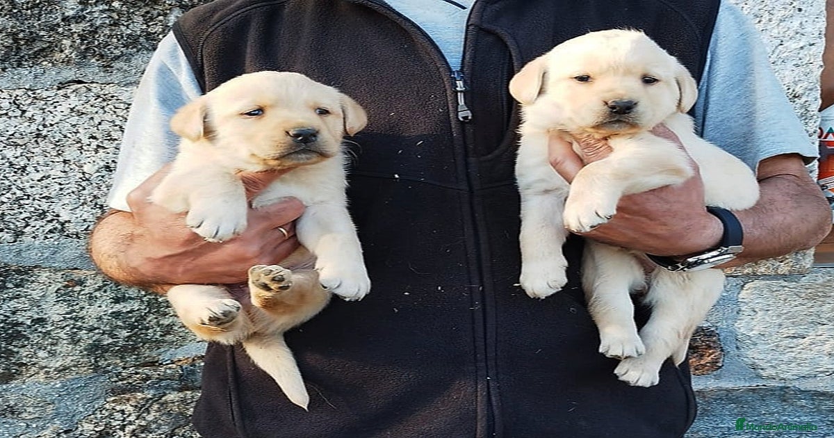 CACHORROS DE LABRADOR MACHO Y HEMBRA en venta en Madrid | MundoAnimalia
