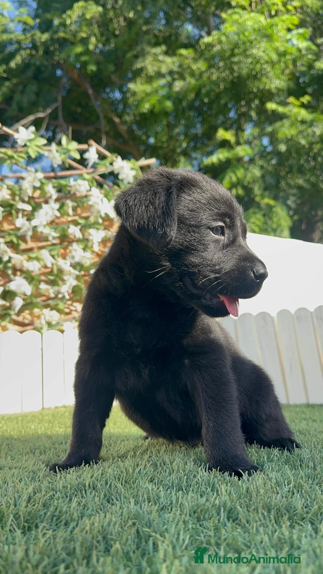 Labrador Retriever perros en venta: LABRADOR  - Anuncio 2
