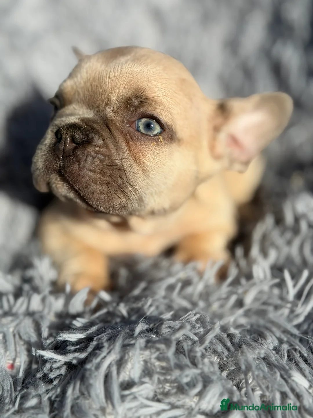 Bulldog Francés perros en venta: Bulldog francés Blue faw  - Anuncio 2