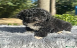 Perro de Agua Español perros en venta: PERRO DE AGUA ESPAÑOL - Imagen 1