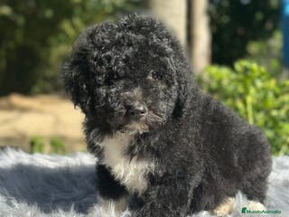 Perro de Agua Español perros PERRO DE AGUA ESPAÑOL - Anuncio 2