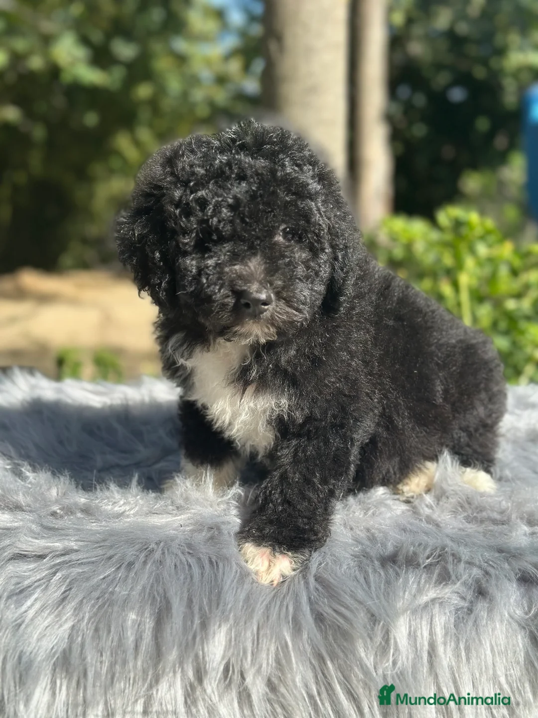 Perro de Agua Español perros en venta: PERRO DE AGUA ESPAÑOL - Anuncio 1