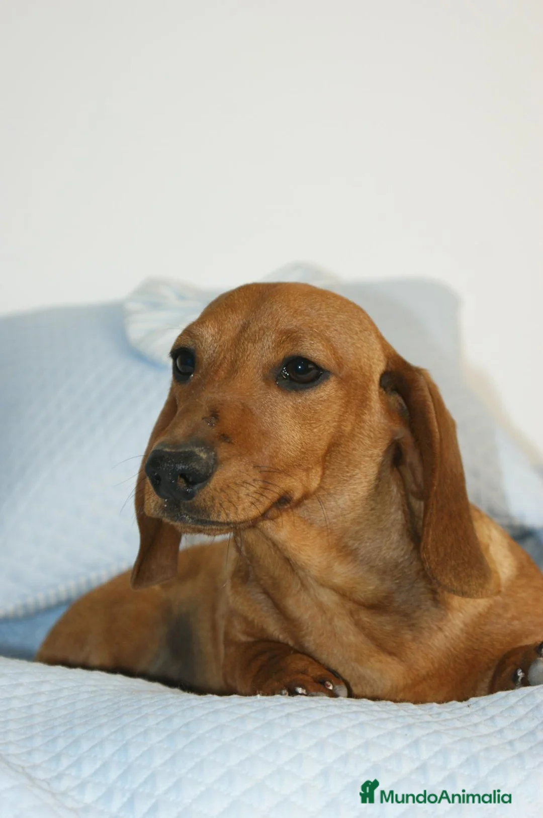 Teckel Miniatura perros en venta: CACHORRITO DE TECKEL MINI ROJO - Anuncio 5