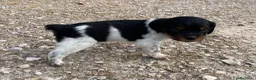 Épagneul Breton perros en venta: Epagneul bretón  - Anuncio 5