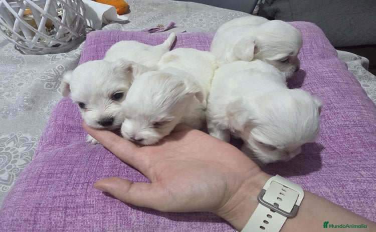 Bichón Maltés perros - Anuncio 2