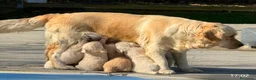 Golden Retriever perros en venta: Golden retriever  - Anuncio 2